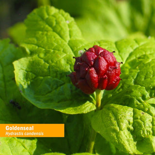Goldenseal Liquid Extract x 30 ml