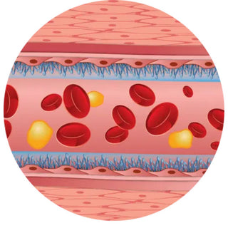 Calroy, Arterosil HP, Blood Vessel Lining, Healthy Circulation & Arteries Support X 60 Capsules